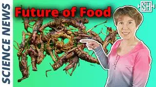 Goodbye Meat, Hello Crickets: The Future of Food