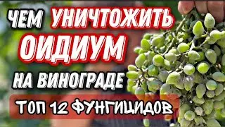 Как не допустить, побороть оидиум на винограде!!!