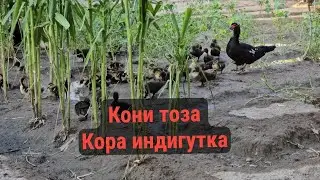 Qoni toza indeyski o'rdak jo'jalari bor
