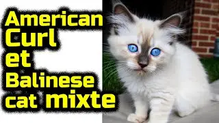 American Curl et Balinese cat Chat de race mixte