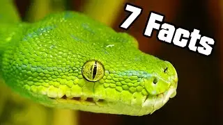 7 Facts about the Snake