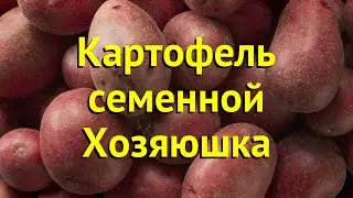 Картофель семенной Хозяюшка. Краткий обзор, описание характеристик solanum tuberosum