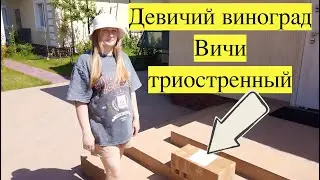 Девичий виноград Вичи триостренный Как украсить стену? Растение Скалолаз  Лучший обзор Партеноцис