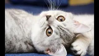 Кошки