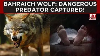 Bahraich Wolf: Dangerous Predator Captured, Search For Remaining Two Intensifies | ET Now