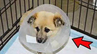 Angry teenagers tore off this puppy's tail. Then the incredible happened!