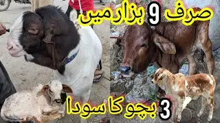 Lalukhet Bakra Mandi 3 Bacho Ka Soda Sirf 11 Hazar main Cholistani Sahiwal Brahman Calf 30-July-2023