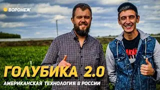 Голубика 2.0 Американская технология в России