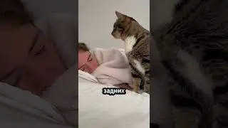 Почему коты будят вас по утрам! 🐱🌤️🗣 