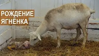 Рождение ягнёнка. Катумская порода овец. СХП Катумы