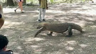 Komodo Tour - 2024