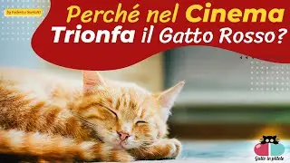 🎥 Perché nel Cinema trionfa il GATTO ROSSO? 🐱