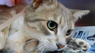A pregnant cat was brought in to be put to sleep. Tears started running from her eyes!