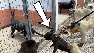 ROMEO TÜM KÖPEKLERE KAFA TUTTU BURANIN LİDERİ BENİM DEDİ!