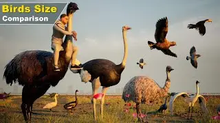 Bird Size Comparison with 3D Animation 2024 | Data Ball