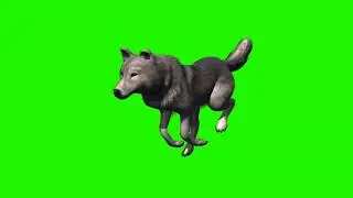 wolf runs - 3 different views - green screen