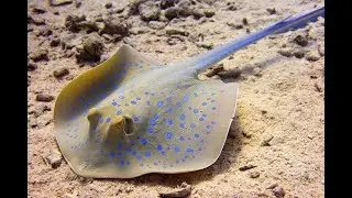Интересные факты о скатах(Interesting facts about stingrays).