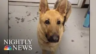 Stolen Dog Found Two Years Later Thanks To Microchip | NBC Nightly News