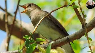 Nightingale sings very beautifully (Luscinia luscinia)