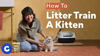 How To Litter Train a Kitten | Chewtorials