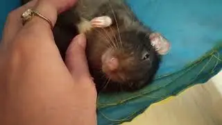 ОСТОРОЖНО! ОЧЕНЬ МИЛОЕ ВИДЕО