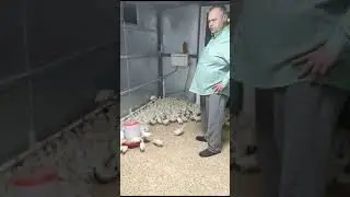 Открытие нового птичника