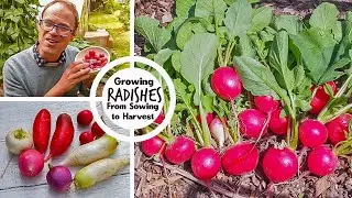 Growing Radishes from Sowing to Harvest