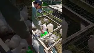 EGG LAYER CHICKENS V.S. MEAT BIRD CHICKENS