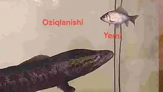 Ilonbaliq boqish usullari +998