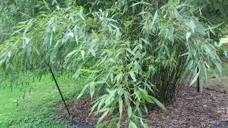 How to Propagate Clumping Bamboo Himalayacalamus porcatus [also called the Himalayan Bamboo]