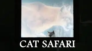 Singapore's Cat Safari