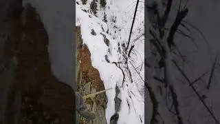 ДИКИЕ ПТИЦЫ ПРОСЯТСЯ НА РУЧКИ 