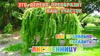 Лиственница : посадка и уход.