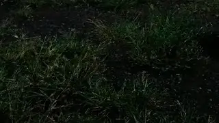 ada yg penasaran lihat hantu