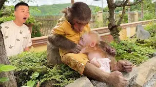 Unbelievable! Cutis Secretly Take The Baby Monkey Home ...