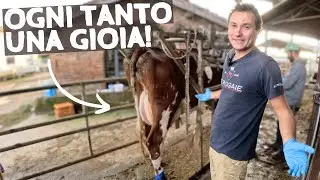 Aggiornamento dal travaglio 🐮