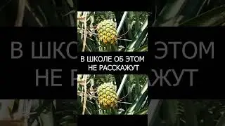 Тропические сады Санкт - Петербурга 18 века #shorts #история