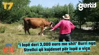 1 lopë deri 3,000 euro me shit - Burri nga Strellci që kujdeset për lopë e viça | Era Verë | T7