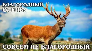 БЛАГОРОДНЫЙ ОЛЕНЬ: Панты самого красивого оленя стоят дороже золота | Интересные факты про животных