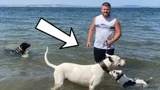 We went to the sea and forest with Dogo Argentino Rottweiler and Pitbull