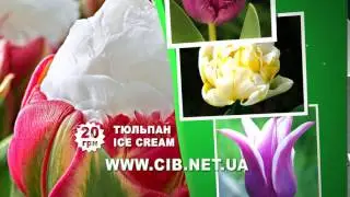 Сельский Вестник Украина - тюльпан Ice Cream