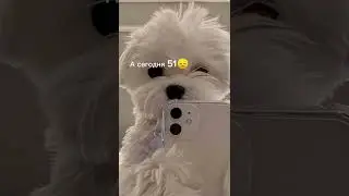 #вес
