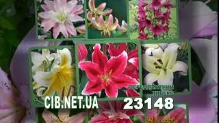 рекламный ролик для журнала СЕЛЬСКИЙ ВЕСТНИК - Podpiska Full 01