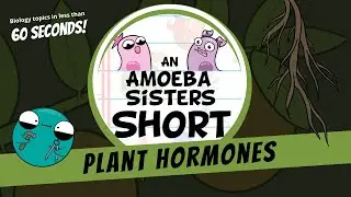Plant Hormones  - Amoeba Sisters #Shorts
