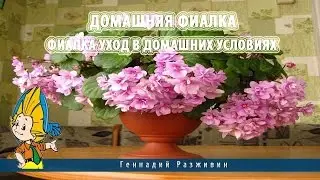 Домашняя фиалка.Фиалка уход в домашних условиях