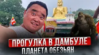 Что посмотреть в Дамбуле. Шри-Ланка. Обезьяний храм. English subtitles.