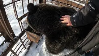 Завтрак у медведей.