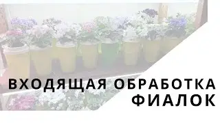 Входящая обработка фиалок от вредителей