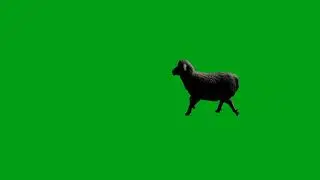 Sheep walking green screen video | Copyright Free