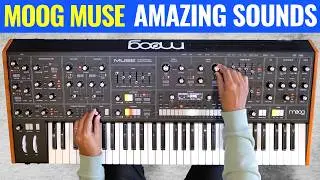 Moog Muse Full Sound Tour 🚀 No Talking!